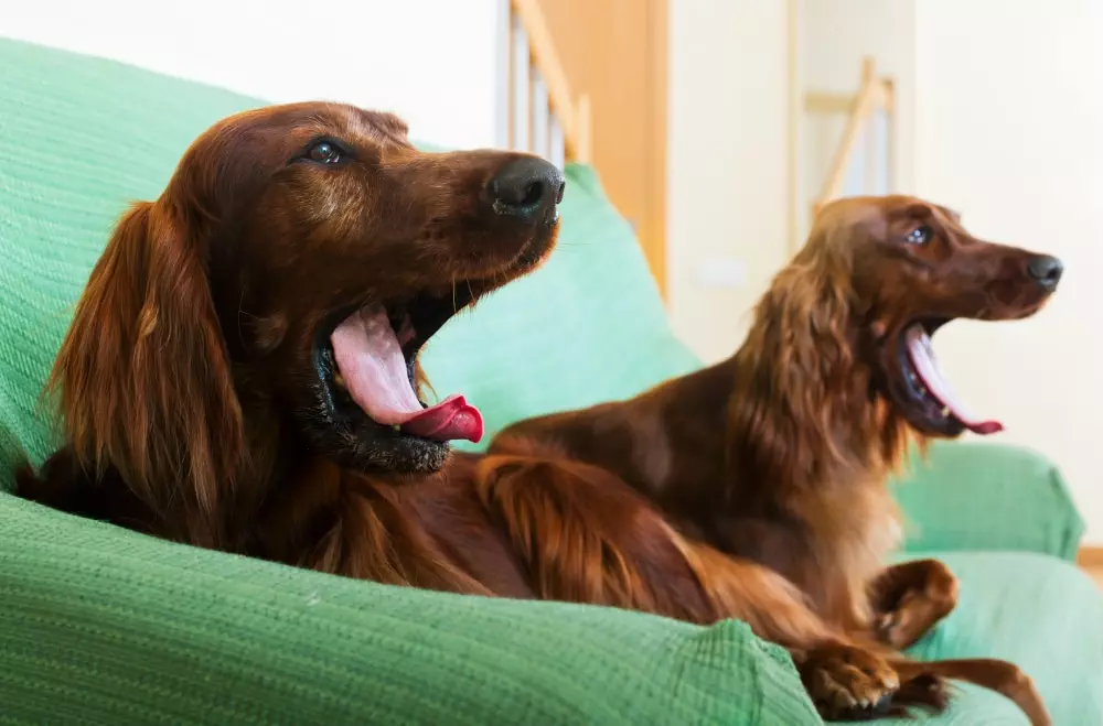 hundepension